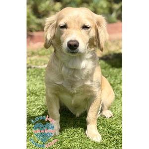 Biscuit, Spaniel, young, available for adoption