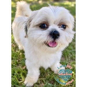 Chica COH, Shih poo, young, available for adoption