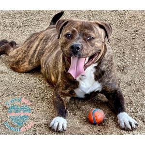 Bosche, Pit Bull Terrier, young, available for adoption
