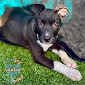 Chanel COH, Pit Bull Terrier, puppy, available for adoption