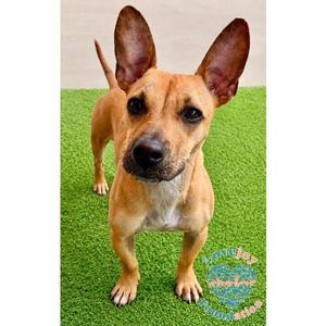 Blossom, Chiweenie, puppy, available for adoption