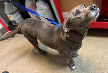 Felicia, Mixed Breed, young, available for adoption