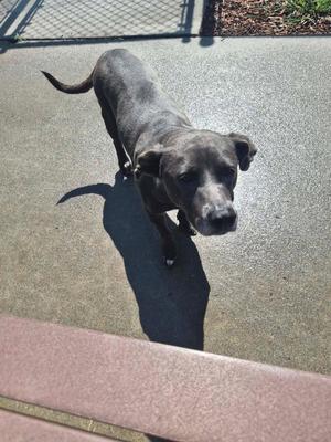 A gray dog standing on a concrete surface, casting a shadow, with a chain-link fence in the background.