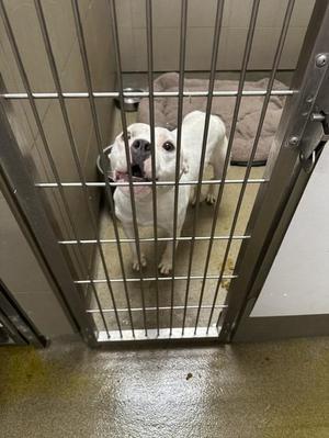 Chateau 2, Mixed Breed, puppy, available for adoption