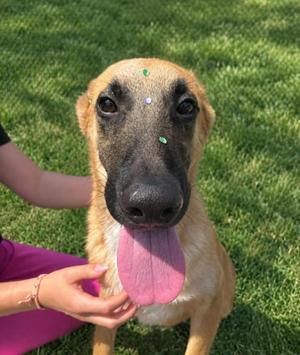 Dusty Hill, Mixed Breed, puppy, available for adoption