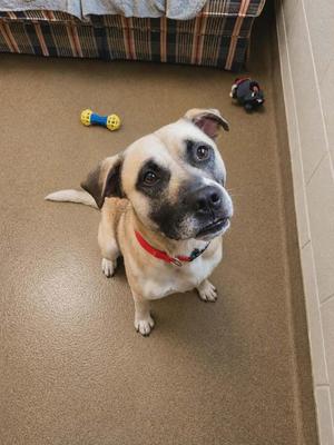 A tan and black dog with a red collar looks up with large, soulful eyes.