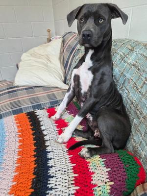 Jackie, Mixed Breed, young, available for adoption