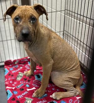 Itchit, Mixed Breed, puppy, available for adoption