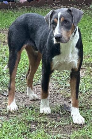 DUTCH, Mixed Breed, young, available for adoption
