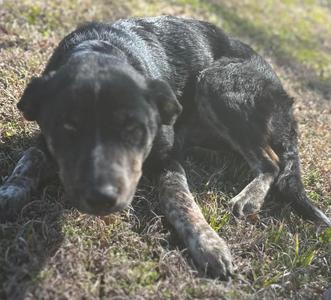 A black and white dog lying on dry grass, resting its head.