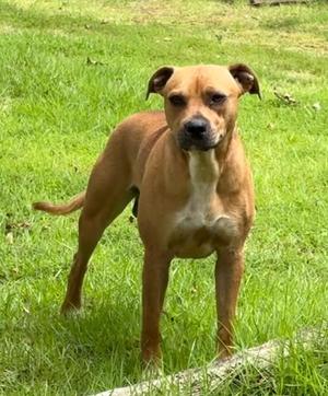 A brown dog standing on a grassy field.
