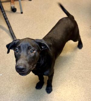 Florian, Mixed Breed, puppy, available for adoption