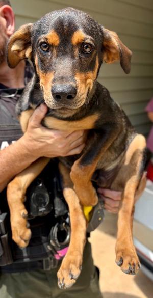 Duke of Alabama, Mixed Breed, puppy, available for adoption