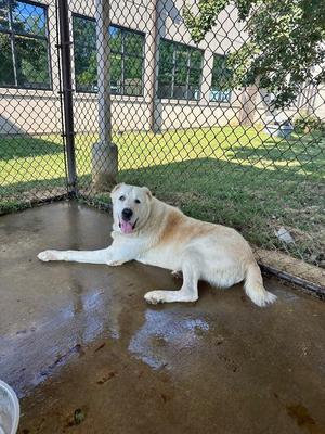 A light-colored dog lying on a wet concrete surface near a chain-link fence.