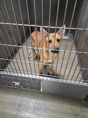 A brown dog with pointed ears standing behind metal bars in a cage.