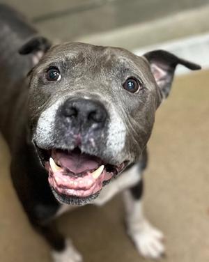 Grey, Mixed Breed, young, available for adoption