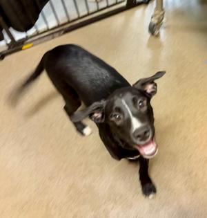 Halligan, Mixed Breed, puppy, available for adoption