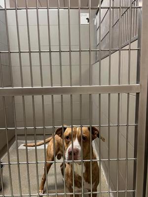 A brown and white dog standing in a metal cage.