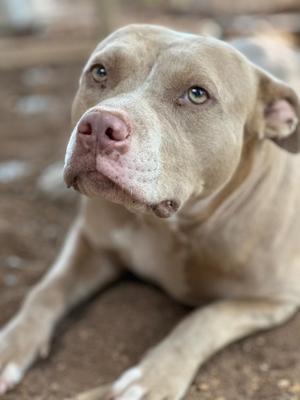 A light-colored pit bull with blue eyes lying on the ground.