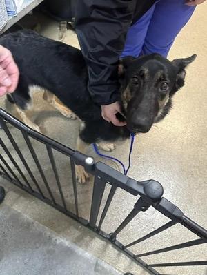 HEIDI, Mixed Breed, young, available for adoption