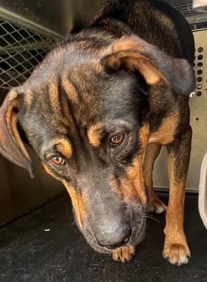 Dale, Mixed Breed, young, available for adoption