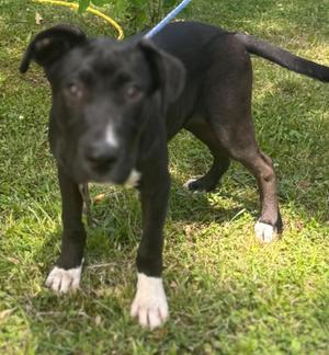 GREG/papa bear, Mixed Breed, young, available for adoption
