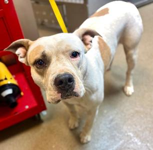 BUDDY, Mixed Breed, young, available for adoption