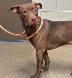 A brown dog wearing a rope collar, standing on a concrete floor with a wall in the background.