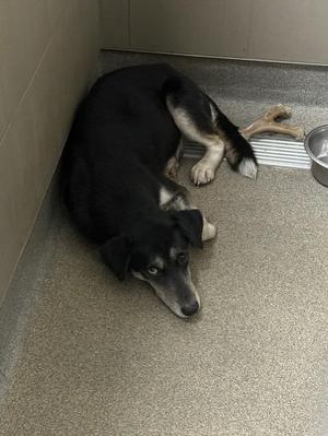 A black and white dog lying on a concrete floor in a corner, with its head resting on the ground and its tail curled up. A metal bowl is visible in the background.