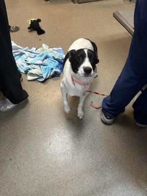 BARKY MINAJ, Mixed Breed, young, available for adoption
