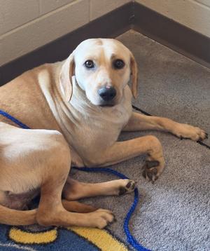 A light-colored dog lying on a carpeted floor, wearing a blue leash.