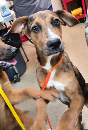 DEFINITELY KEVIN, Mixed Breed, puppy, available for adoption