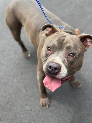 A gray pit bull type dog looking up at the camera with its tongue hanging out while on a leash.