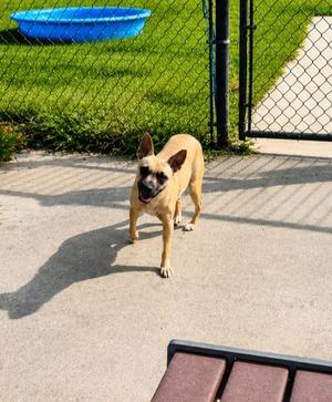 ANGIE/MISSY, Mixed Breed, young, available for adoption