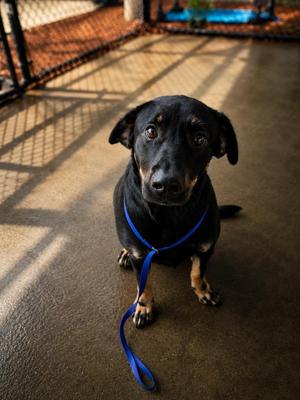 Fair, Mixed Breed, young, available for adoption