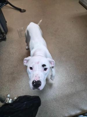 A white dog with black markings on its face, standing on a carpeted floor and looking up.