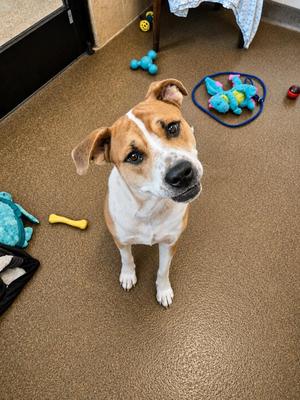 A brown and white dog sitting on a carpeted floor, looking up at the camera. There are various dog toys scattered around, including a blue ball, a yellow bone-shaped toy, and a green plush toy.