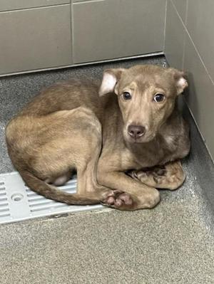 A small brown puppy with large ears and expressive eyes is lying on a concrete floor in a corner, looking directly at the camera.