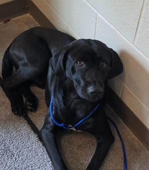 BURNT TOAST, Mixed Breed, puppy, available for adoption