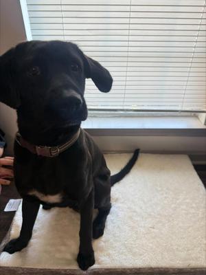 BURNT TOAST, Mixed Breed, puppy, available for adoption