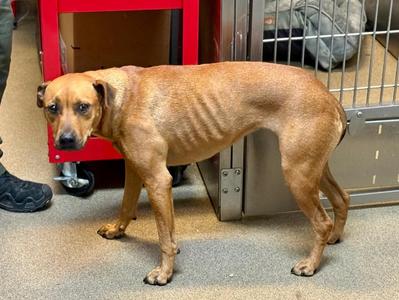 Callie, Mixed Breed, young, available for adoption