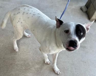 A white dog with black spots and a black patch over one eye, standing on a concrete surface and looking at the camera.