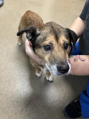 CERTIFIED OBEDIANCE TRAINER, Mixed Breed, adult, available for adoption