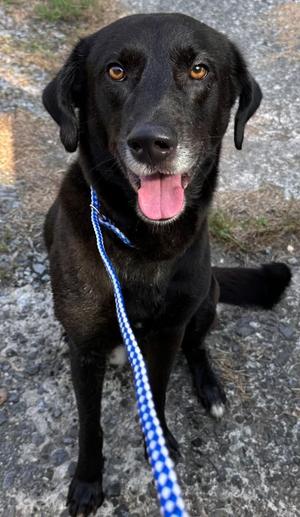 DARTH TATER, Mixed Breed, young, available for adoption