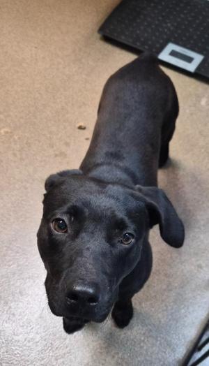 DUKE OF FLOYD, Mixed Breed, puppy, available for adoption