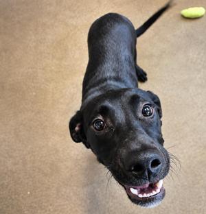 ASH, Mixed Breed, puppy, available for adoption