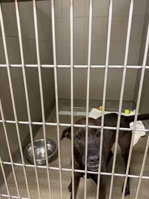 A black dog standing behind metal bars in a kennel, looking directly at the camera. There is a metal bowl on the floor and a white towel with yellow balls on it.