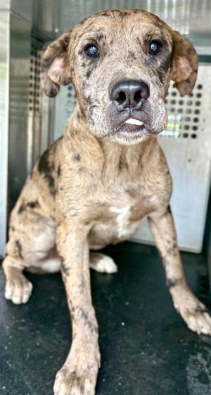 Craig, Mixed Breed, young, available for adoption