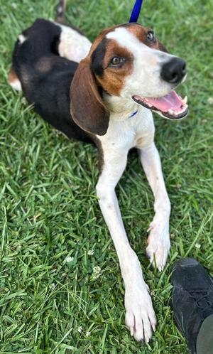 CUZ, Mixed Breed, young, available for adoption