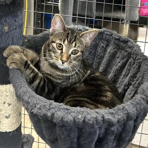 Gizmo, kitten, available for adoption